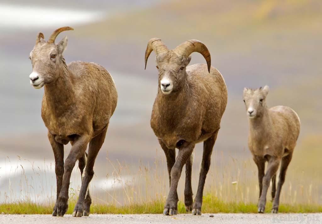 Rocky Mountain Sheep, Alberta,