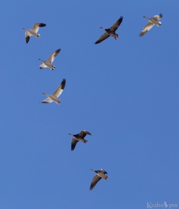 snow geese, flying, Saskatchewan