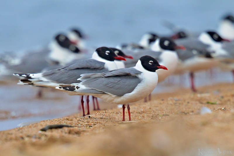 seagull, gull, beach, lake, water, Saskatchewan