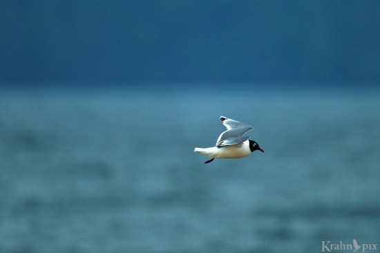 seagull, flying, lake, water