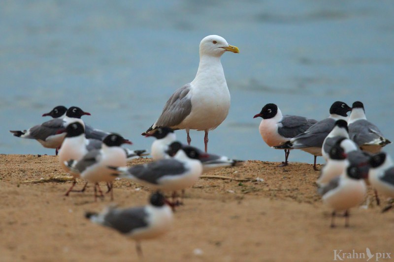 seagull, gull, beach, lake, water, Saskatchewan