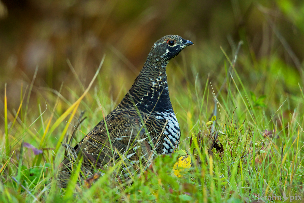 grouse, Saskatchewan, grass