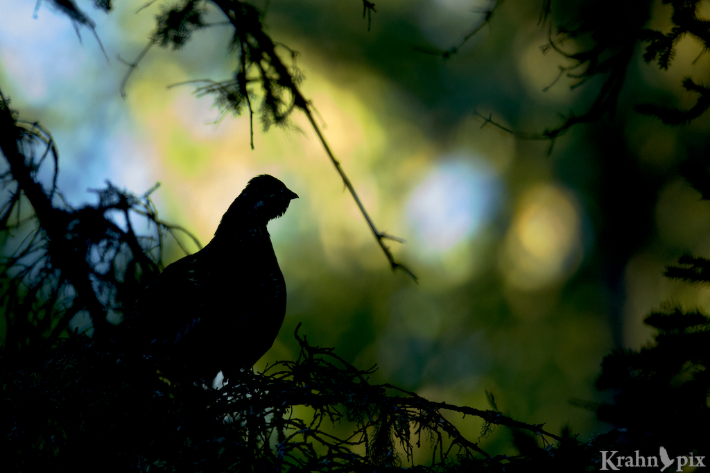 grouse, tree, Saskatchewan, silhouette