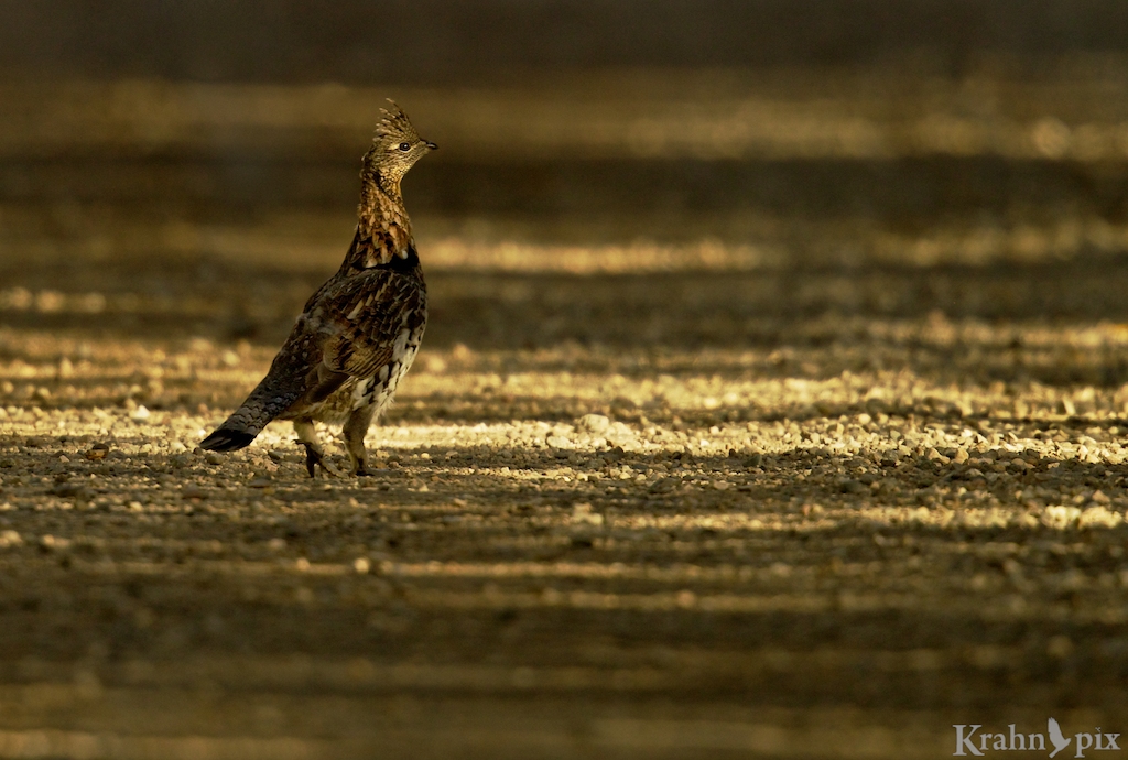 grouse, road, Saskatchewan, Prince Albert National Park