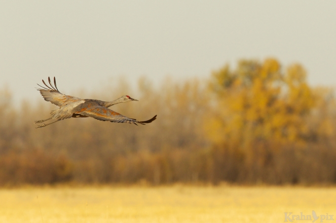 sandhill crane, flying, Saskatchewan,