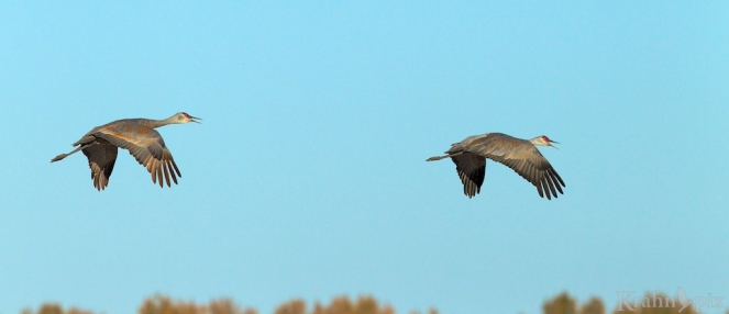 sandhill crane, Saskatchewan, flying, pair,
