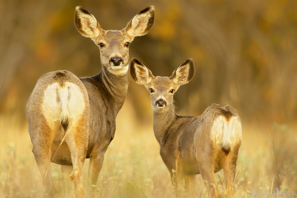 mule deer, doe, fawn, Saskatchewan, 