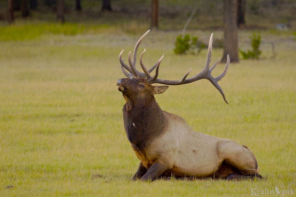 Elk, buck, prairie, Banff, antlers