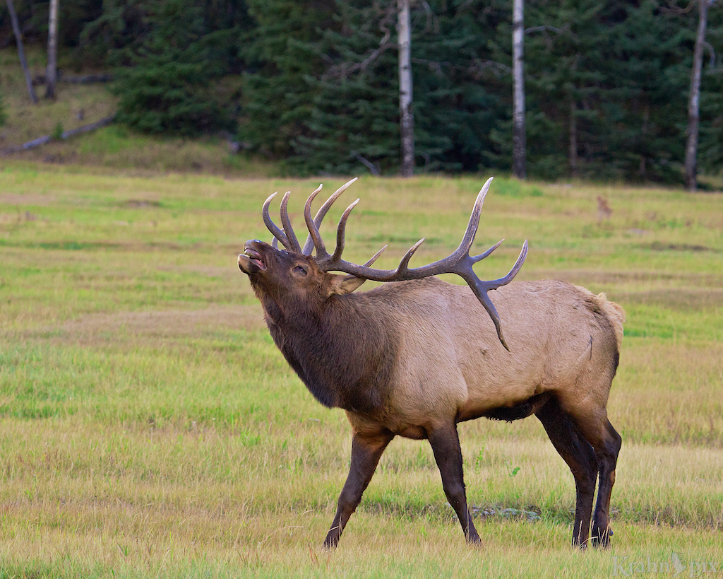 Elk, buck, prairie, Banff, antlers, bugle