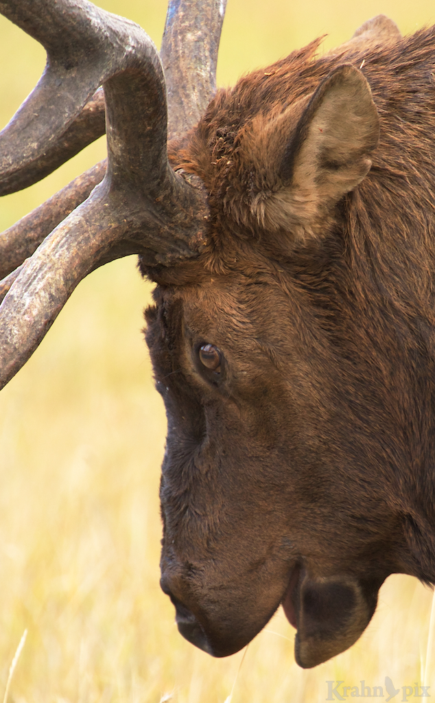 Elk, buck, prairie, Banff, antlers