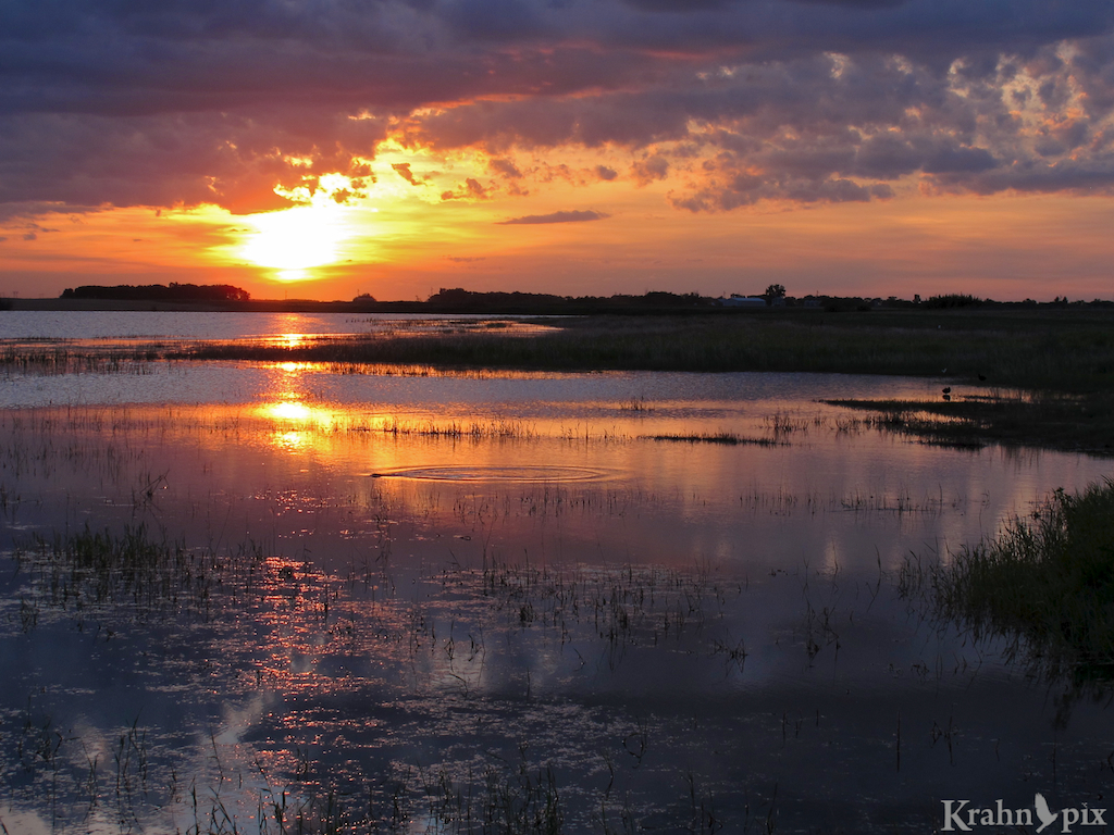 muskrat, water, sunset, Saskatchewan