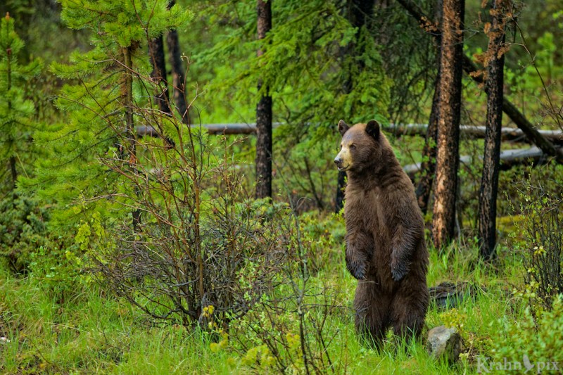 grizzly, cub, bear, standing