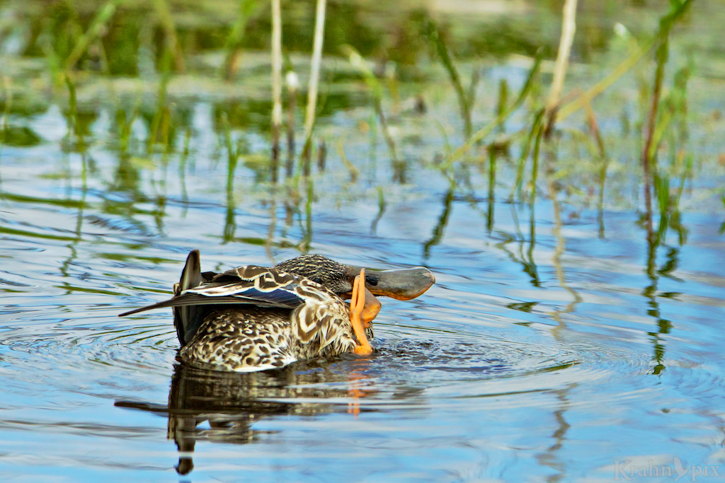 Open Water Duck Rash Exposing secrets | Krahnpix
