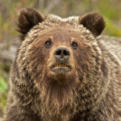 grizzly, cub, bear,