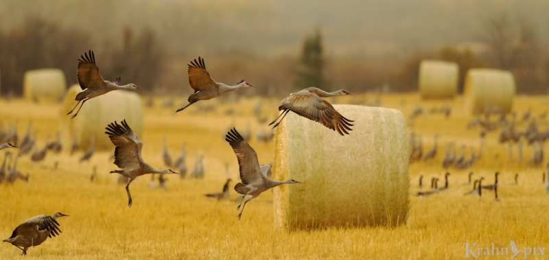 Sandhill crane, geese, Saskatchewan, combined field, bird, flock