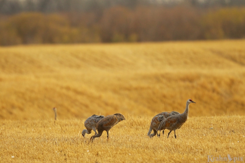 Sandhill Crane, Saskatchewan field, eat
