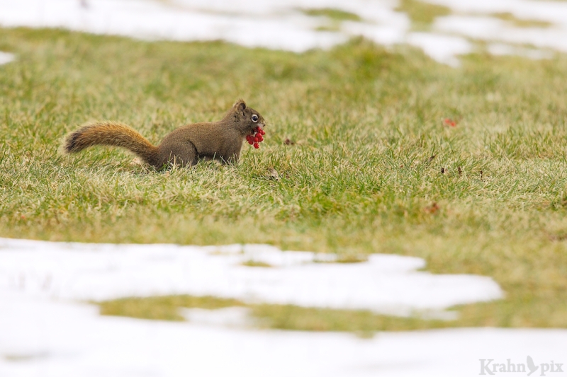red squirrel, Saskatchewan, snow, berries