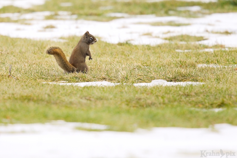red squirrel, Saskatchewan, snow, standing