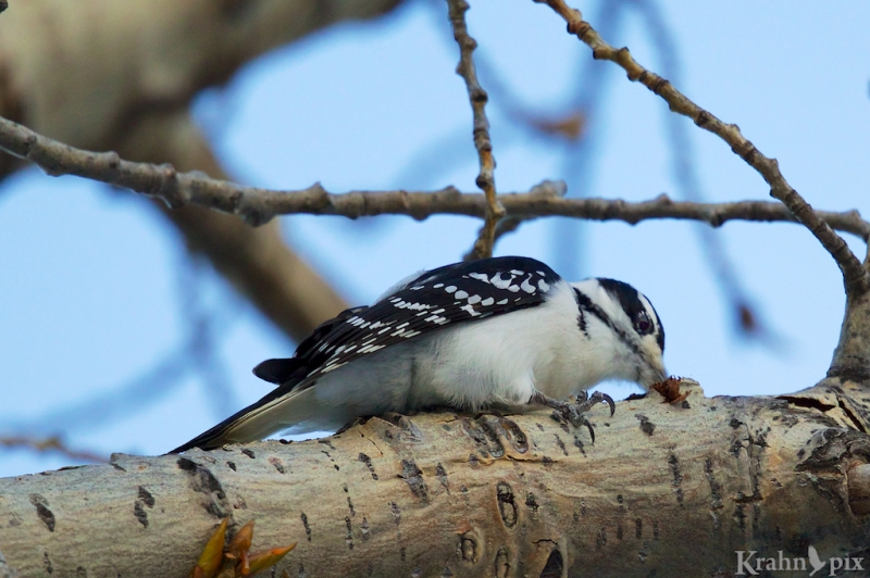 woodpecker, Saskatchewan, downy woodpecker, beak, tree