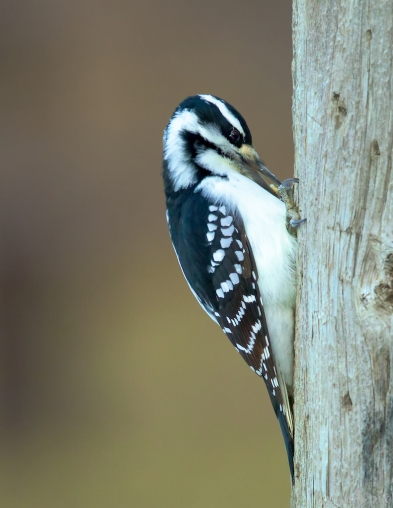 woodpecker, Saskatchewan, downy woodpecker, beak, tree, eating
