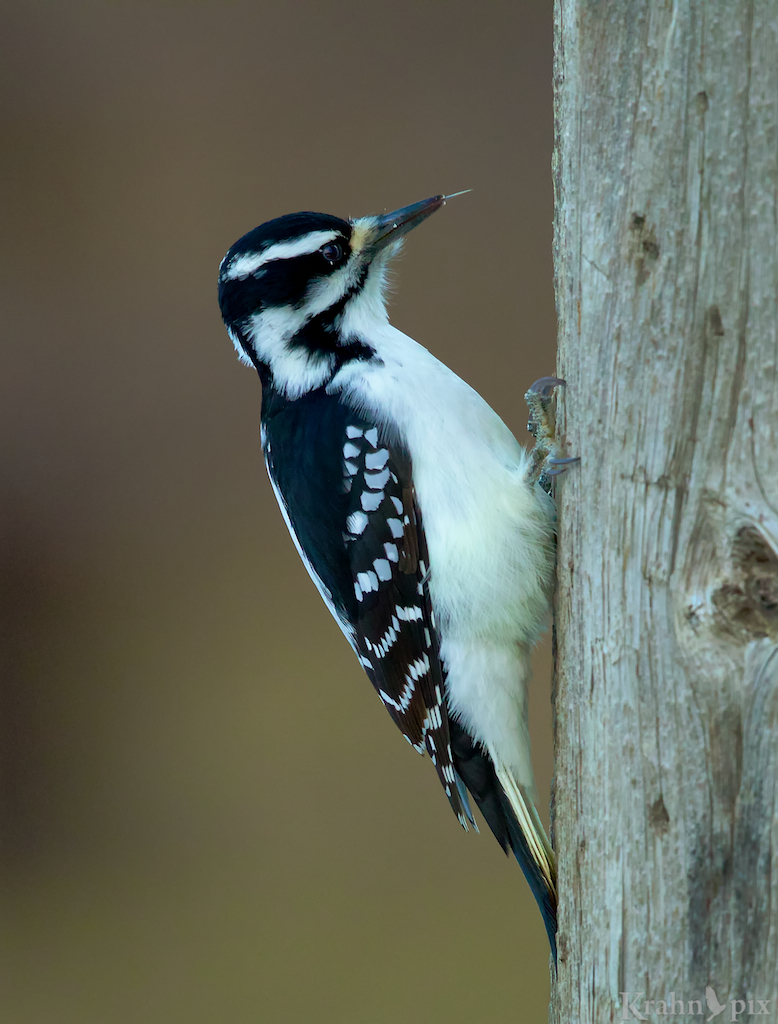 woodpecker, Saskatchewan, downy woodpecker, beak, tree, tongue