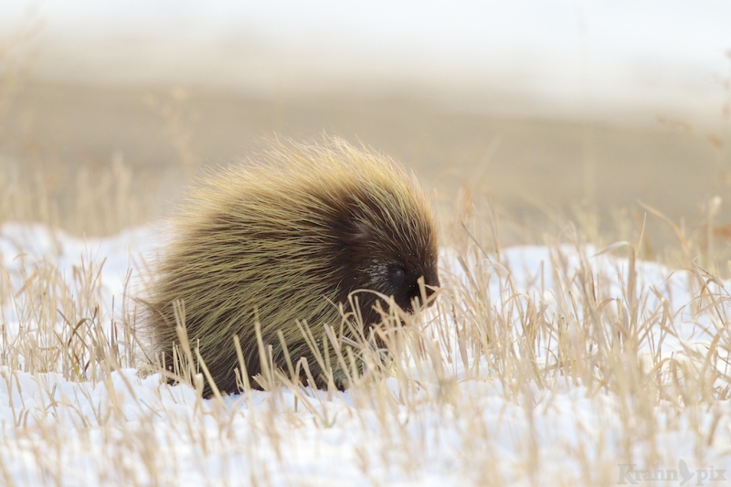 porcupine, Saskatchewan, winter, walk, snow, quill