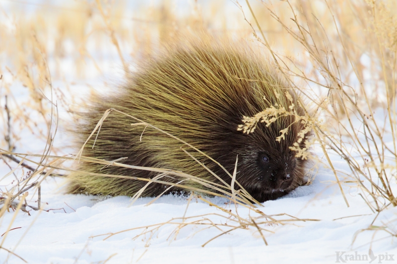 porcupine, Saskatchewan, winter, walk, snow, quill