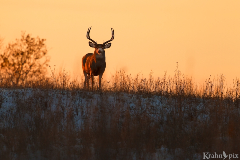 mule deer, buck, sunset, saskatchewan