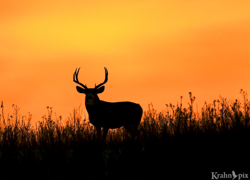 mule deer, buck, sunset, saskatchewan, silhouette