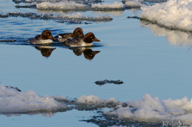 _T6C1823, common goldeneye, duck, water, ice