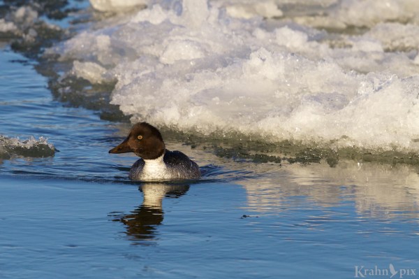_T6C1881, Common GoldenEye, duck, water, ice, Saskatchewan