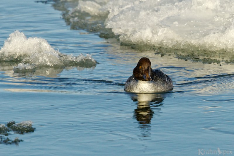 _T6C1882, Common GoldenEye, duck, water, ice, saskatchewan