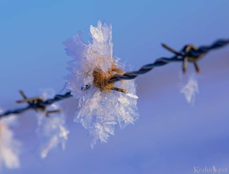 _MG_6857, frost, hoar frost, fence, barbed wire, Saskatchewan