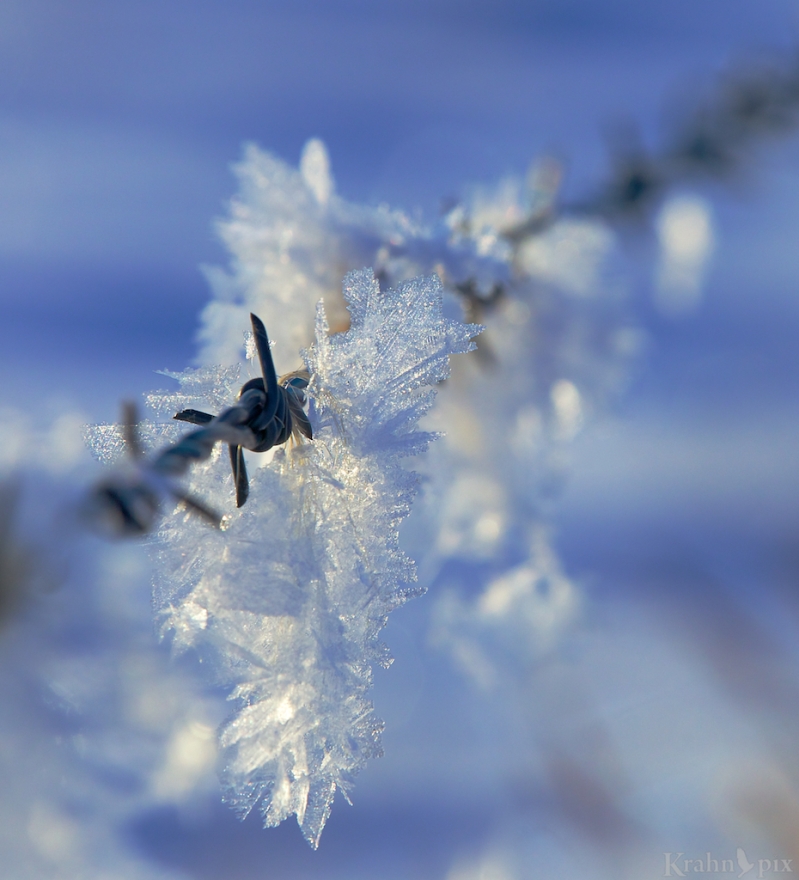 _MG_6880, frost, hoar frost, fence, barbed wire, Saskatchewan