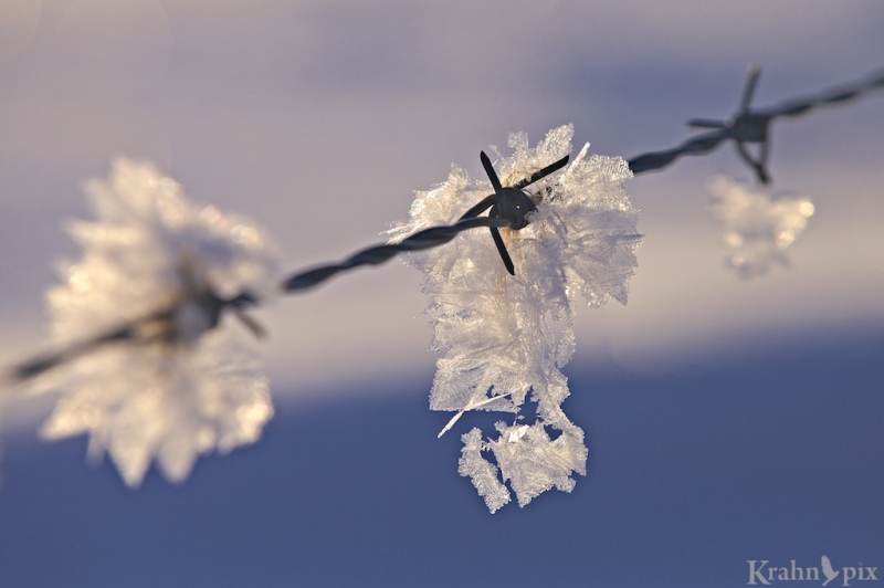 _MG_6888, frost, hoar frost, fence, barbed wire, Saskatchewan