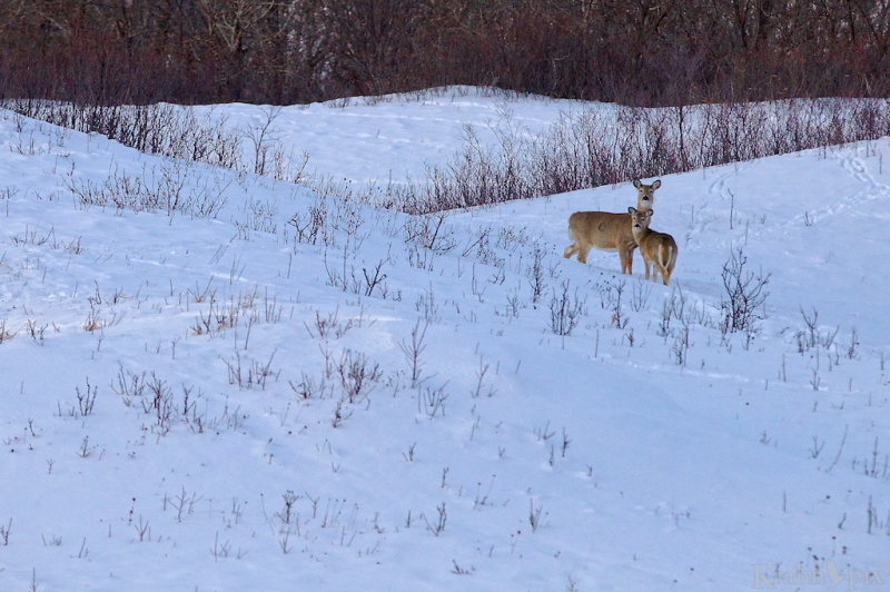_MG_7070, deer, white tail deer, winter, Saskatchewan, snow,