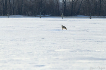 A lone coyote in a vast expanse of snow stops and takes a look at a vehicle a long distance away before continuing on its journey.