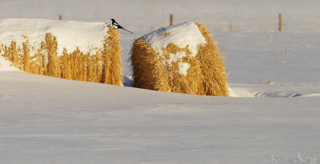 The sun hitting the snow-capped bales really brought out the brilliant yellow colour especially since the snow had swirled around the bales, almost framing them.