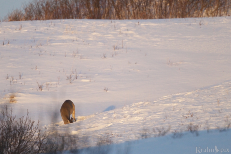 _T6C2238 deer, white tail deer, winter, Saskatchewan, snow,