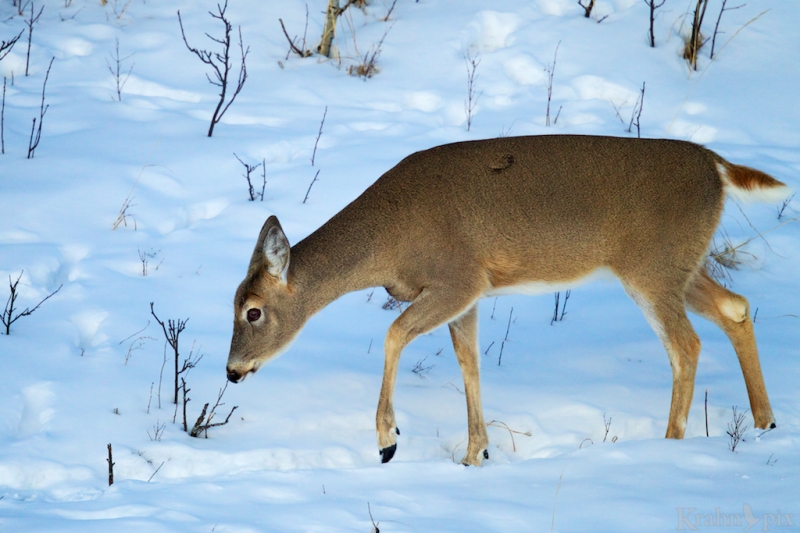_T6C2290  deer, white tail deer, winter, Saskatchewan, snow,