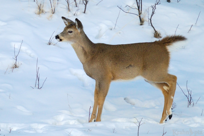  deer, white tail deer, winter, Saskatchewan, snow,