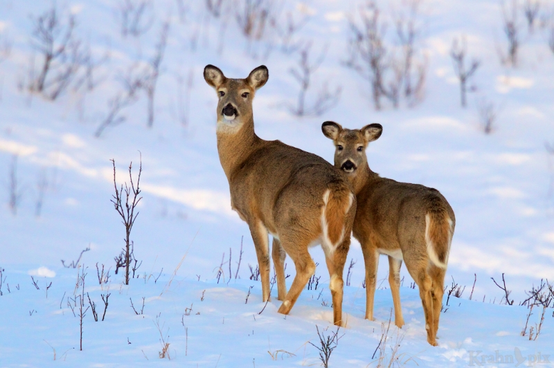 _T6C2320 deer, white tail deer, winter, Saskatchewan, snow,