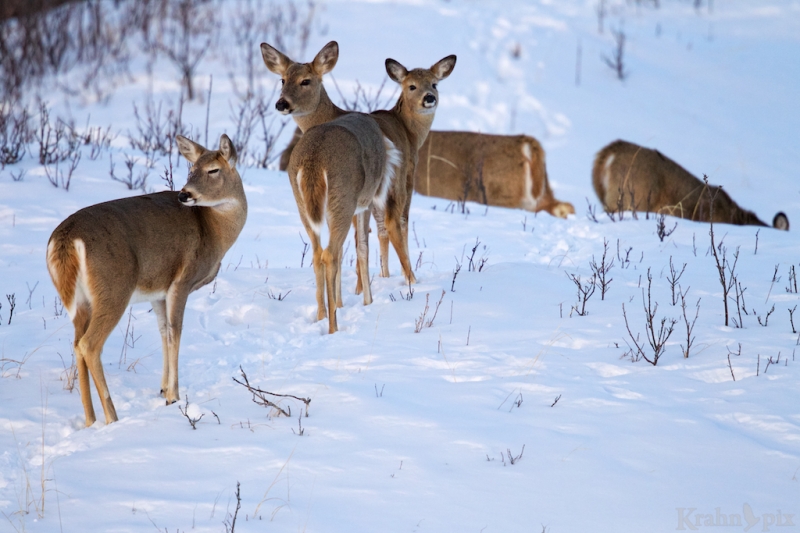 _T6C2335, deer, white tail deer, winter, Saskatchewan, snow,