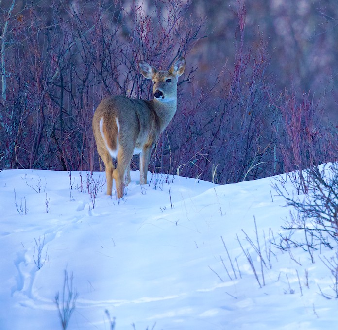 _T6C2367 (1), deer, white-tailed deer, winter, Saskatchewan, snow, looking back
