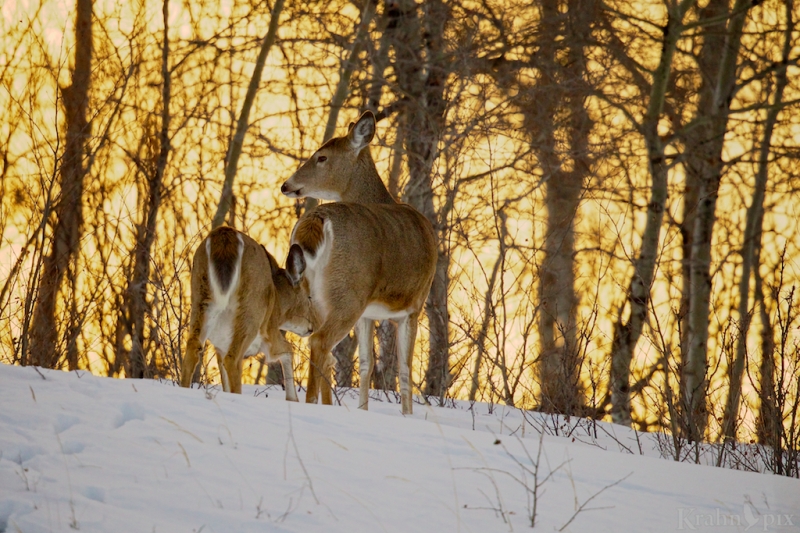 _T6C2479,  deer, white tail deer, winter, Saskatchewan, snow,