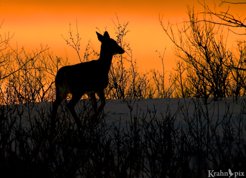 _T6C2522,  deer, white tail deer, winter, Saskatchewan, snow, sunset, silhouette