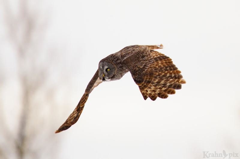 _T6C2834, Great Grey Owl, Saskatchewan, flying, flight