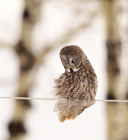 T6C2875, Great Grey Owl, Saskatchewan, 