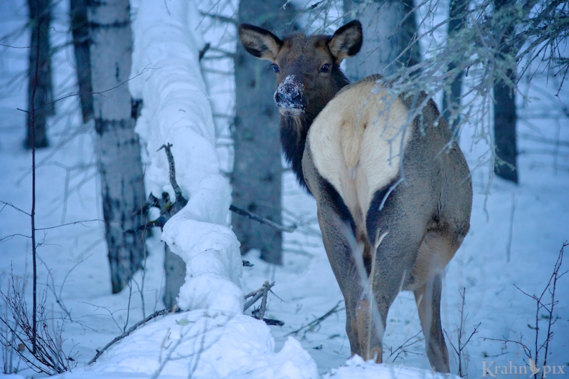 _MG_7208, elk, winter, snow, Saskatchewan