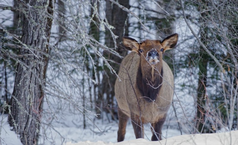 elk, Saskatchewan, winter, nose